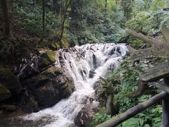 -莫里热带雨林景区