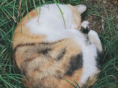 -西园寺
