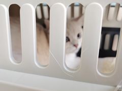 -中农国际动物医院24小时·猫科·骨科·急重症中心