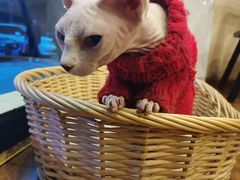 -猫友咖啡店(玉林西路店)