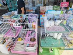 -中环花鸟鱼虫市场