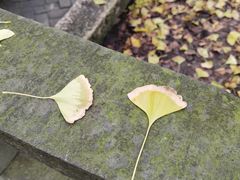 -上海佘山国家森林公园天马山园