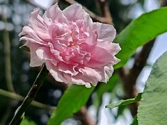 -桃花涧