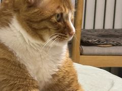 -纳吉亚猫专科动物诊疗中心(蒋宅口分院)