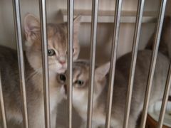 -东方名猫馆·英短金渐层布偶猫舍(环线广场1号楼店)