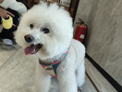 -北京派仕佳德动物医院·超导核磁·CT·神经科·骨科·内外科·急重症管理中心