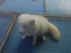 -泉城欧乐堡海洋极地世界