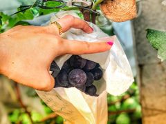 -马陆小张葡萄园农家乐