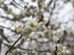 -香雪海