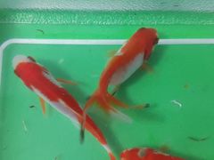 -双季花艺园艺市场(浦东店)