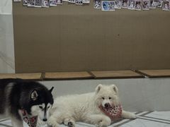 -星多哈·狗咖·拼豆·咖啡