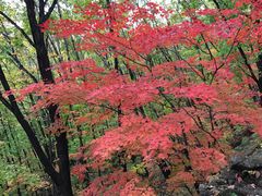 -云岭野山参风景区