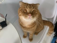 -喵的天空名猫咖啡馆·撸猫·猫舍·用品