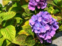 -中国科学院华南植物园