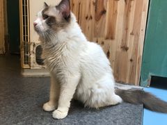 -猫色咖啡·猫咖
