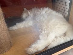 -御宝贝·A梦猫科宠物医院(国际猫友好医院)