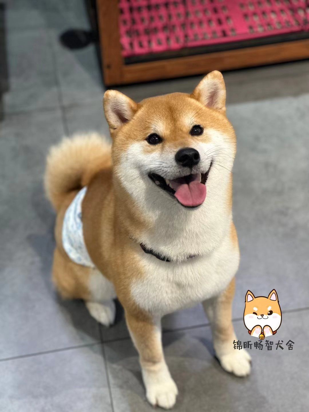 这里绝对是最佳选择.jx 宠尊赛级柴犬体验馆