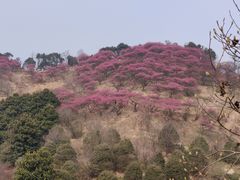 -新建村梅花