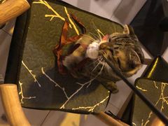 -平行世界·猫咖(首经贸店)