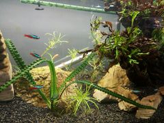 -中环花鸟鱼虫市场