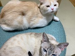 -藏猫猫咖啡主题馆(中央大道店)