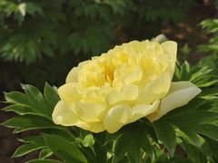 -洛阳市隋唐城遗址植物园