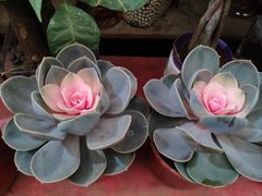 -金陵花卉交易市场