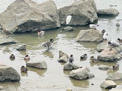 -深圳湾公园(南山区)