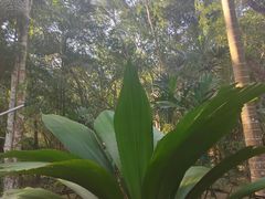 -中国科学院西双版纳热带植物园