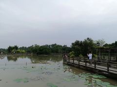 -大湾区中央湿地公园
