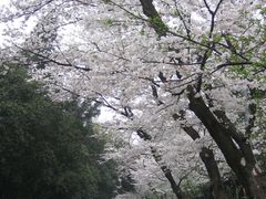-武汉大学-樱园