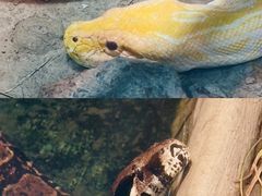 -上海大自然野生昆虫馆(东方明珠·爬宠昆虫探索中心)