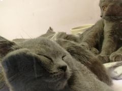 -喵的天空名猫咖啡馆·撸猫·猫舍·用品