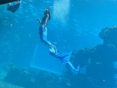 -涛·海底餐厅·美人鱼·自助餐·海底隧道(三亚海棠湾洲际度假酒店)