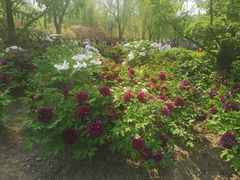 -莲花池公园
