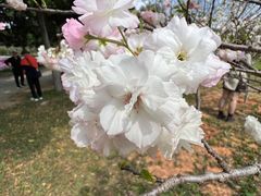 -天适樱花悠乐园