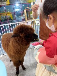 -神奇动物撸宠馆·羊驼·小浣熊·异宠(豫园店)