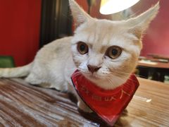 -猫色咖啡·猫咖