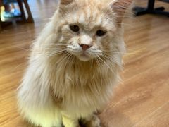 -有猫主题·治愈系猫咖(曾厝垵店)