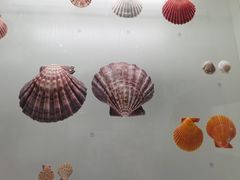 -青岛贝壳博物馆