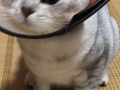 -宠颐生汉谟拉比宠物医院