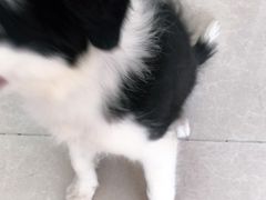 -瑞鹏宠物医院·骨科·猫科·内科(第一中心)