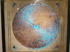 -上海昆虫博物馆