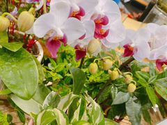 -豆豆花艺(新光天地店)
