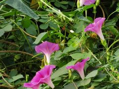 -汉长安城未央宫国家考古遗址公园