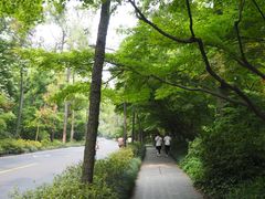-龙井村