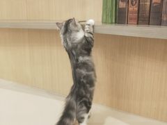 -飞行喵MR PILOT|猫舍·猫咖(静安大融城店)