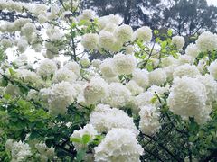 -铁山坪森林公园