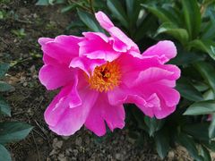 -扬州芍药园(仪征市)