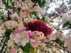 -桃花堤公园